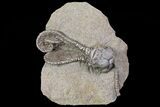 Alien-Looking Jimbacrinus Crinoid Fossil - Australia #68356-1